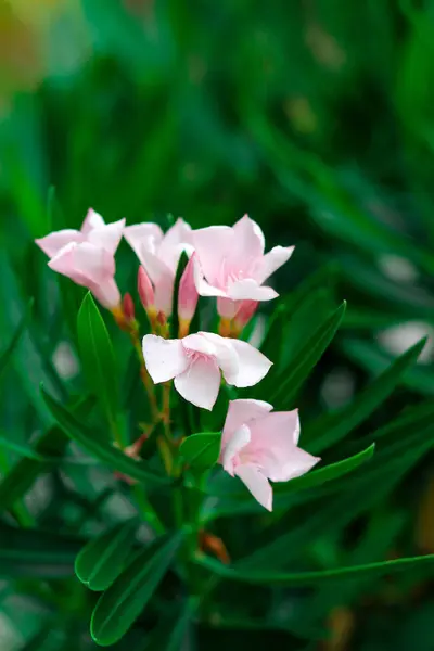 Colpo Verticale Fiori Nerio Fiore — Foto Stock