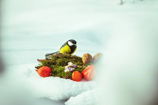 Closeup Great Tit Parus Major Eating Nuts Snowy Ground — 스톡 사진