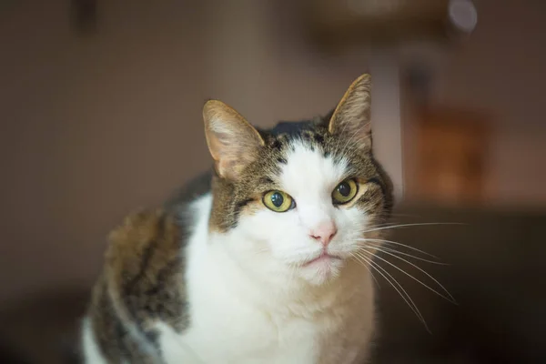 Housecat Quer Saber Que Passa Quando Lhe Apontas Câmara Foco — Fotografia de Stock