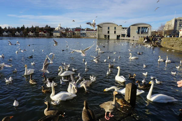 Beautiful View Whooper Swan Ducks Tjornin Lake Blue Sunny Sky — Stock Photo, Image
