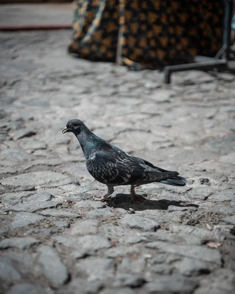 舗装上を歩く可愛い黒鳩の垂直選択的フォーカスショット — ストック写真