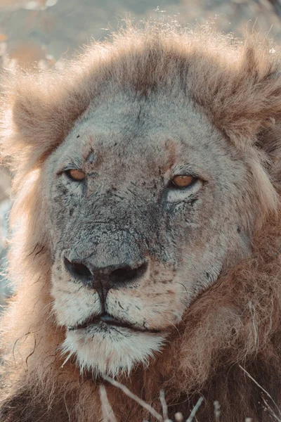 Ένα Κάθετο Κοντινό Πλάνο Του Προσώπου Ενός Λιονταριού Του Ακρωτηρίου — Φωτογραφία Αρχείου