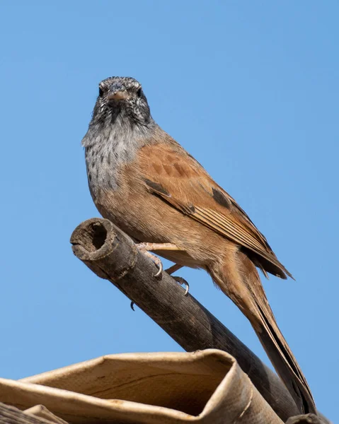 Een Lage Hoek Shot Van Een Huis Gors Hoog Een — Stockfoto