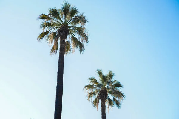 Gros Plan Palmiers Avec Fond Bleu Ciel — Photo