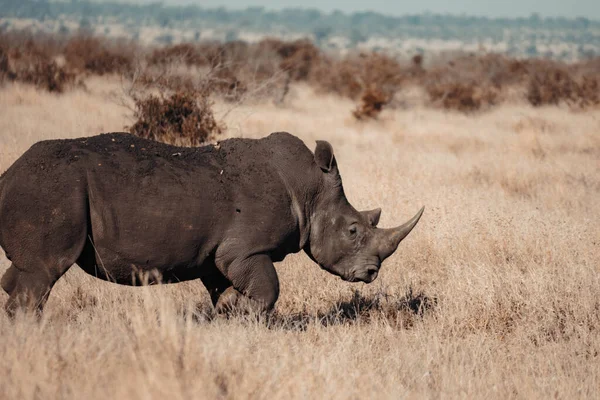 Detailní Záběr Nosorožce Vyschlém Travnatém Poli Jižní Africe — Stock fotografie