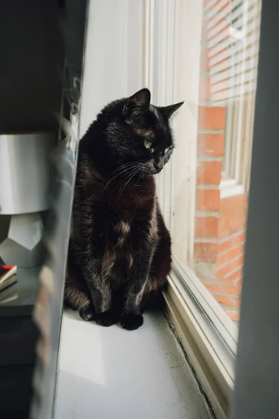 Black Cat Blinds Window Sill Neighborhood Watch — Stock Photo, Image