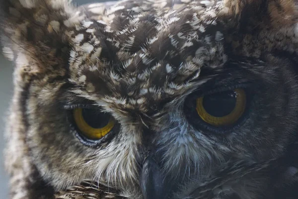 Closeup Spotted Eagle Owl Bubo Africanus — Stock Photo, Image