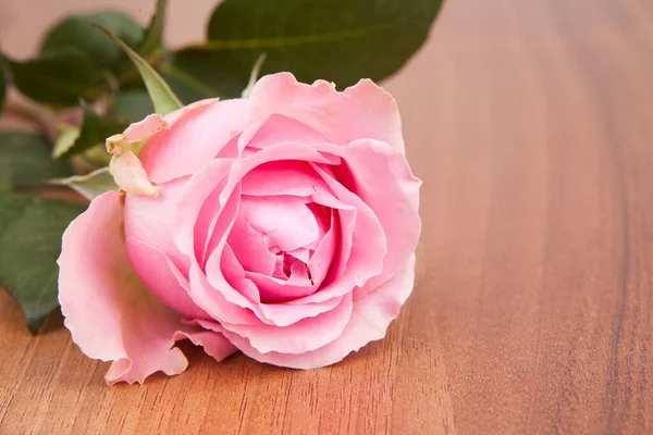 Closeup Pink Rose Green Leaves Floor — Stock Photo, Image