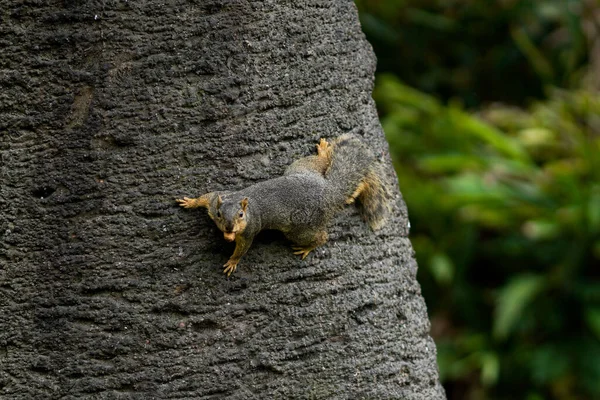 Closeup Squirrel Tree Bark — Stockfoto