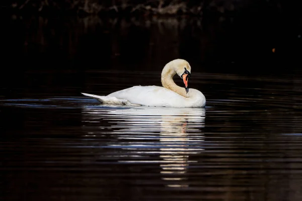 Elegante Cisne Mudo Cygnus Olor Água — Fotografia de Stock