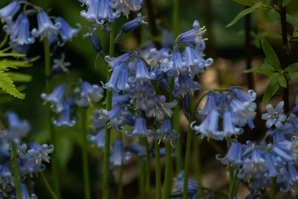 在模糊的背景下 一张蓝色蓝铃花 Hyacinthoides Non Scripta 的特写照片 — 图库照片