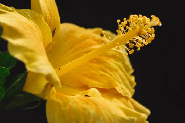 黄色のハイビスカスの花のクローズアップショット — ストック写真
