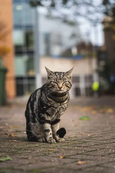 Vertical Shallow Focus Shot Cat Sitting Street Blurry Background — Stock Photo, Image