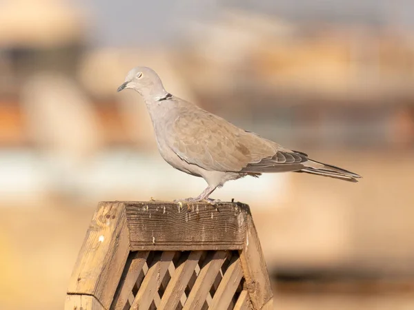 Eine Taube Thront Auf Einem Hölzernen Geländer Auf Dem Dach — Stockfoto
