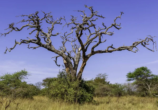 Martwe Drzewo Akacjowe Serengeti Tanzania — Zdjęcie stockowe