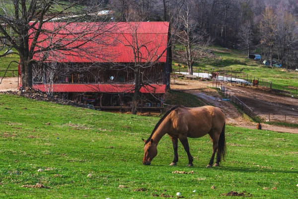 Beautiful Brown Horse Horseshoe Canyon Ranch Ozark Mountains Arkansas — Stock Photo, Image