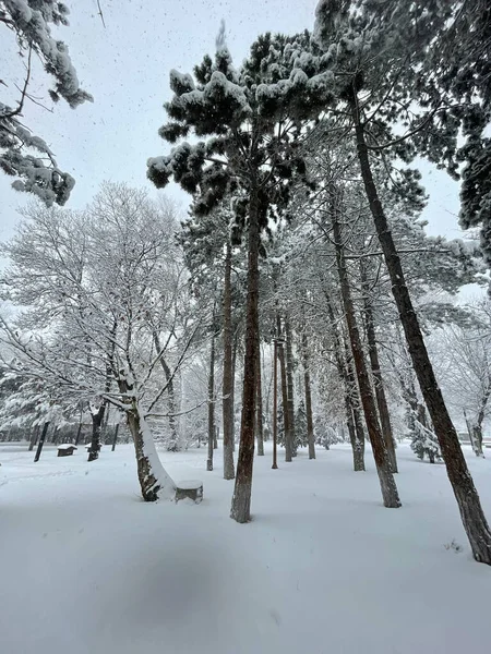 Plano Bajo Ángulo Del Parque Público Cubierto Nieve Día Invierno — Foto de Stock