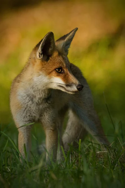 Selective Focus Shot Red Fox Field — Stock Photo, Image