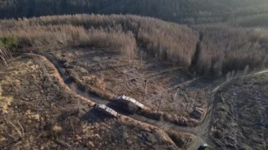 Harz Dağları 'ndaki yok olmuş bir ormanın Wernigerode yakınlarındaki iklim değişikliğinin hava görüntüsü.