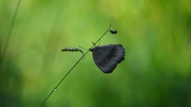 Bitki gövdesindeki bir kelebeğin yakın plan fotoğrafı.