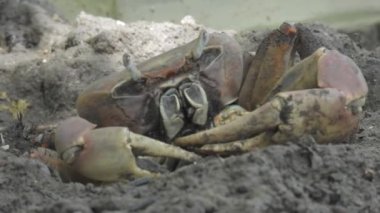 Zanzibar Adaları 'ndaki hindistan cevizi yengecine yakın çekim.