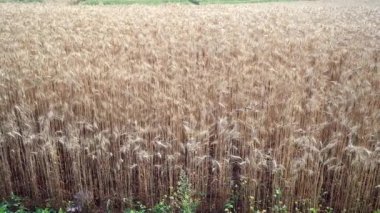 Olgun bir arpa buğdayının güzel manzarası