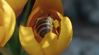 Canlı bir çiçekte döllenen bir arı.