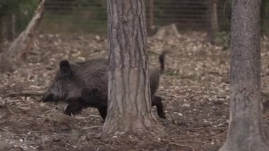 Gündüz vakti domuzlarıyla ormanda koşan bir yaban domuzu.