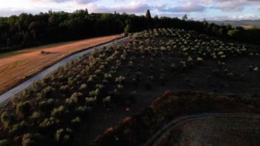 İnsansız hava aracı, Tuscany, İtalya 'daki zeytin ve üzüm bağlarının üzerinde günbatımında uçuyor.