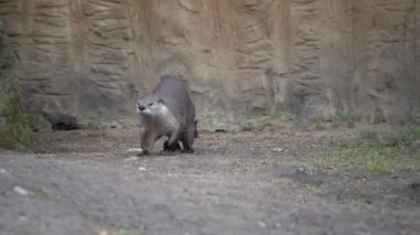 Yeşil dallar ve kayalar arasında koşan bir su samurunun manzarası.