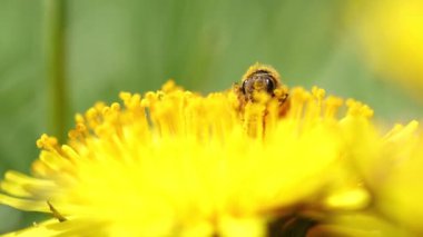 Sabahın erken saatlerinde karahindiba çiçeğinin üzerindeki bir arı görüntüsü.