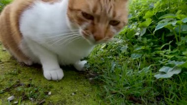 Bahçede ot yiyen kızıl bir dişi kedi.