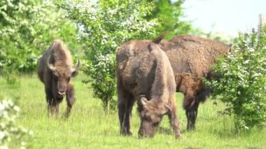 Yeşil bir arazide ot yiyen bir grup sevimli bizon.