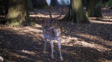 Güneşli bir günde ormanda otlayan bir geyiğin manzarası.