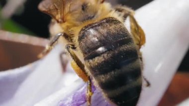 Canlı bir çiçekte döllenen bir arı.