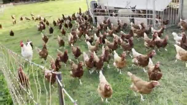 Kakas Sok Csirke Egy Biogazdaságban Egy Bekerített Területen — Stock videók