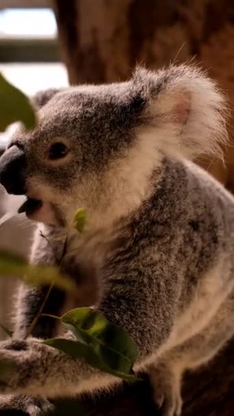 Pionowe Zbliżenie Strzał Koala Lesie Ciągu Dnia — Wideo stockowe