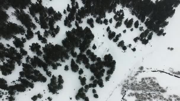 Μια Μαγευτική Θέα Των Χιονισμένων Βουνών Φυλλώδη Δέντρα Στο Shirak — Αρχείο Βίντεο