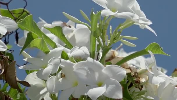 Frangipani Auf Fakarava Franzoesich Polynesien Vor Blauem Himmel Slo Motion — ストック動画