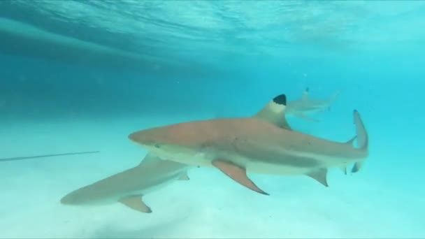 Unterwasseraufnahme Von Schwarzspitzen Riffhaien Moorea Sued Pazifik — Video