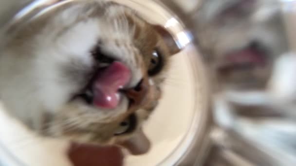 Bottom View Cat Drinking Water Glass Slow Motion — Stock Video