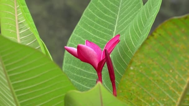 Frangipani Auf Huahine Franzoesischpolynesien Vor Blauem Himmel Slo Motion — Vídeos de Stock