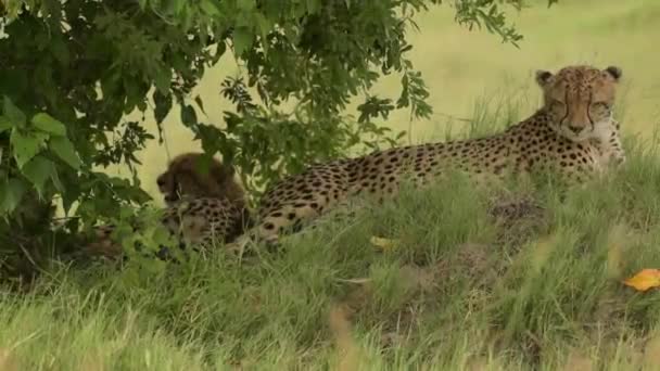Una Veduta Cheetah Seduto Sotto Rami Degli Alberi Guardarsi Intorno — Video Stock
