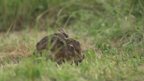 草原の茶色のウサギの舐め足のクローズアップビュー — ストック動画