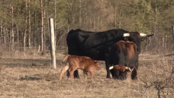 Eine Gruppe Rinder Weidet Auf Der Weide — Stockvideo
