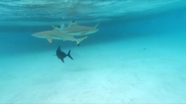 Unterwasseraufnahme Von Schwarzspitzen Riffhaien Moorea Sued Pazifik — Stock Video
