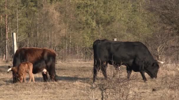 牧草地で放牧されている牛の群れ — ストック動画