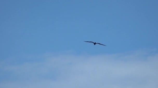 Schwebender Fregattvogel Zeitlupe Der Suedsee Blauen Himmel — Vídeo de Stock