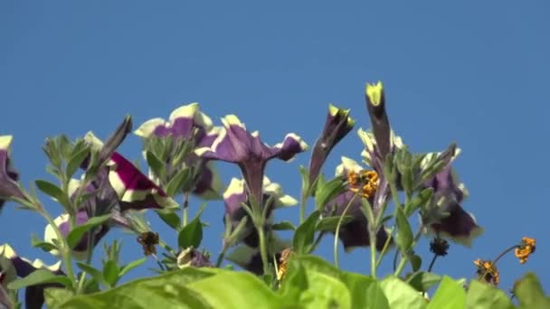 Garten Petunien Wiegen Sich Wind Zeitlupe — Stockvideo
