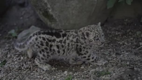 Чарівний Дитячий Леопард Йде Зоопарку — стокове відео